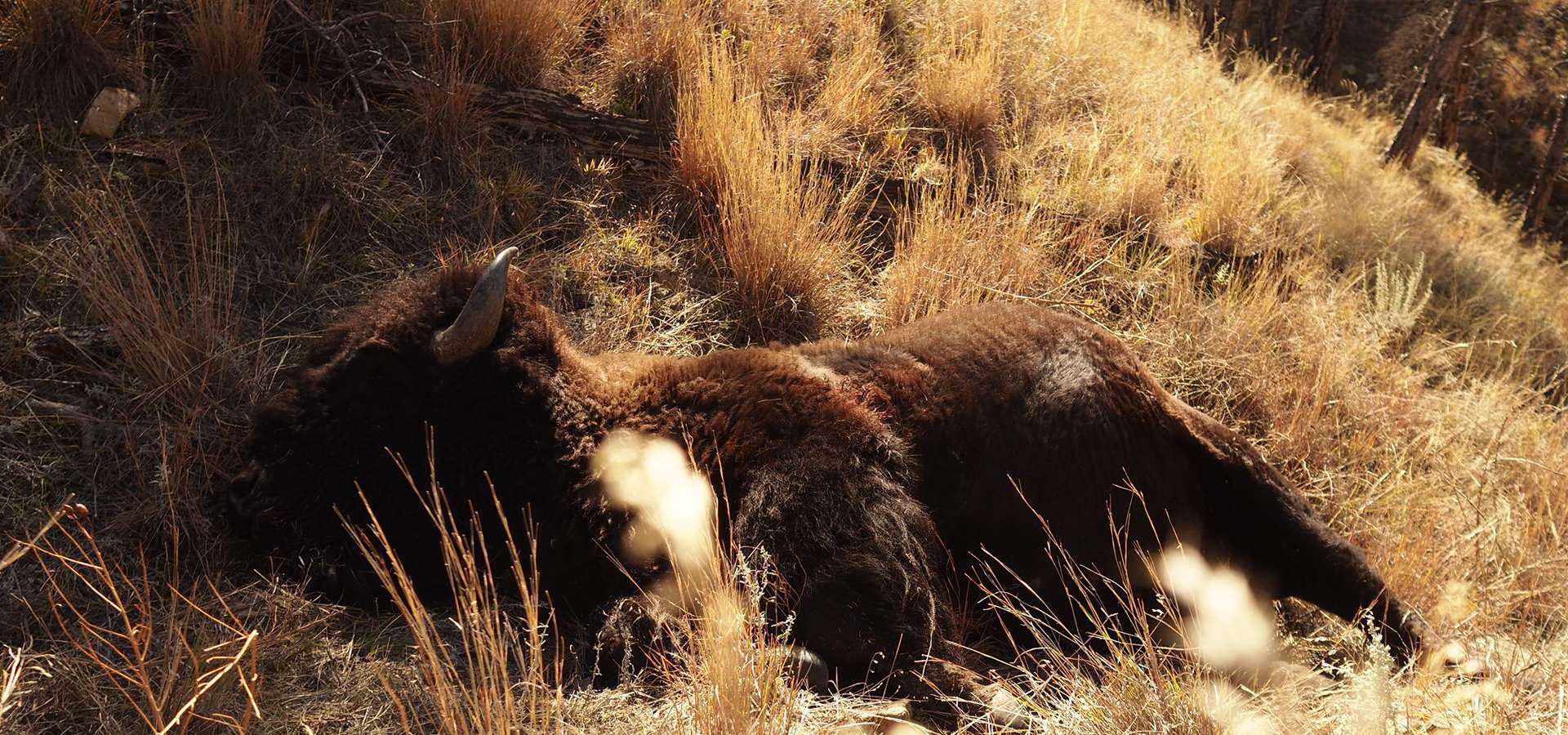 Buffalo Hunts Buffalo Hunts