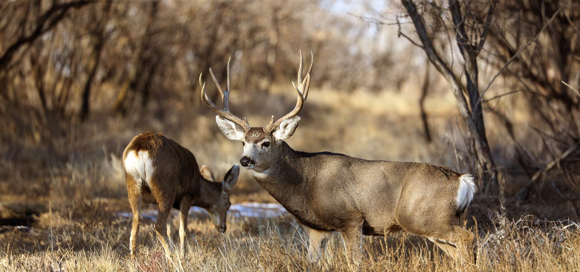 Mule Deer Hunts Mule Deer Hunts